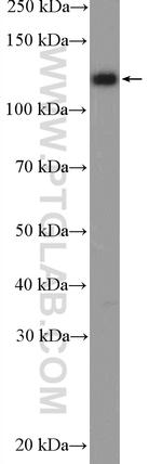 STARD13 Antibody in Western Blot (WB)