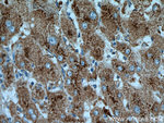 Cathepsin D Antibody in Immunohistochemistry (Paraffin) (IHC (P))