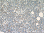 FAM129A Antibody in Immunohistochemistry (Paraffin) (IHC (P))