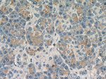 FAM129A Antibody in Immunohistochemistry (Paraffin) (IHC (P))
