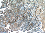FAM129A Antibody in Immunohistochemistry (Paraffin) (IHC (P))