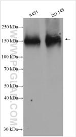 FAM129A Antibody in Western Blot (WB)