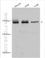 CHD2 Antibody in Western Blot (WB)
