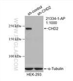 CHD2 Antibody in Western Blot (WB)
