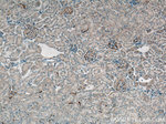 C3/C3b/C3c Antibody in Immunohistochemistry (Paraffin) (IHC (P))