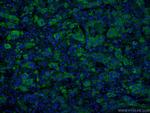 C3/C3b/C3c Antibody in Immunohistochemistry (PFA fixed) (IHC (PFA))
