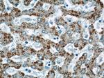 INE1 Antibody in Immunohistochemistry (Paraffin) (IHC (P))