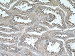 TMX4 Antibody in Immunohistochemistry (Paraffin) (IHC (P))