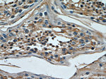 TMX4 Antibody in Immunohistochemistry (Paraffin) (IHC (P))