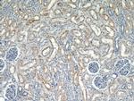 TRPC4 Antibody in Immunohistochemistry (Paraffin) (IHC (P))