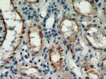 TRPC4 Antibody in Immunohistochemistry (Paraffin) (IHC (P))