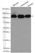 TRPC4 Antibody in Western Blot (WB)