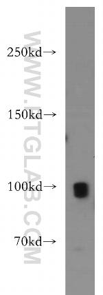 TRPC4 Antibody in Western Blot (WB)