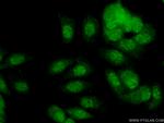 SNAI3 Antibody in Immunocytochemistry (ICC/IF)