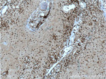 SNAI3 Antibody in Immunohistochemistry (Paraffin) (IHC (P))
