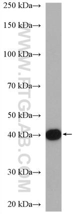 SNAI3 Antibody in Western Blot (WB)