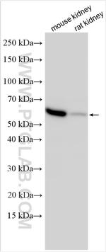 SLC36A2 Antibody in Western Blot (WB)