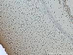 WDR82 Antibody in Immunohistochemistry (Paraffin) (IHC (P))
