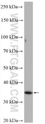 WDR82 Antibody in Western Blot (WB)