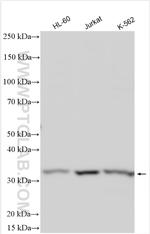 WDR82 Antibody in Western Blot (WB)