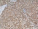 TMEM195 Antibody in Immunohistochemistry (Paraffin) (IHC (P))