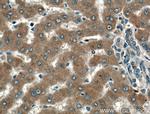 TMEM195 Antibody in Immunohistochemistry (Paraffin) (IHC (P))