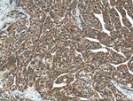 TMEM195 Antibody in Immunohistochemistry (Paraffin) (IHC (P))