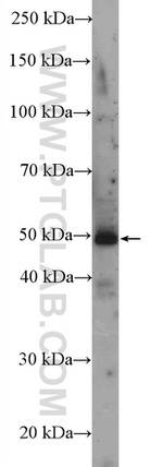 TMEM195 Antibody in Western Blot (WB)
