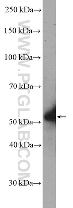 TMEM195 Antibody in Western Blot (WB)
