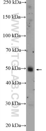 TMEM195 Antibody in Western Blot (WB)