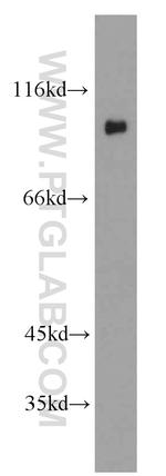 C21orf66 Antibody in Western Blot (WB)