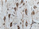 CCDC55 Antibody in Immunohistochemistry (Paraffin) (IHC (P))