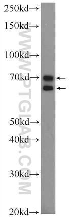 CCDC55 Antibody in Western Blot (WB)