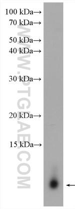 LST1 Antibody in Western Blot (WB)