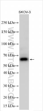 USP17 Antibody in Western Blot (WB)