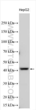 ZNF543 Antibody in Western Blot (WB)