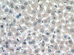 UGT3A2 Antibody in Immunohistochemistry (Paraffin) (IHC (P))