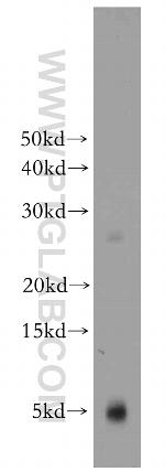 PKIG Antibody in Western Blot (WB)