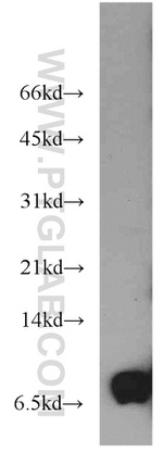 PKIG Antibody in Western Blot (WB)