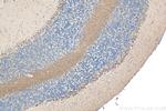 ECM2 Antibody in Immunohistochemistry (Paraffin) (IHC (P))