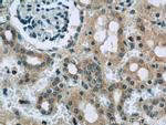 SASS6 Antibody in Immunohistochemistry (Paraffin) (IHC (P))