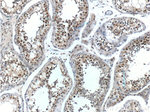 GTF2A1 Antibody in Immunohistochemistry (Paraffin) (IHC (P))