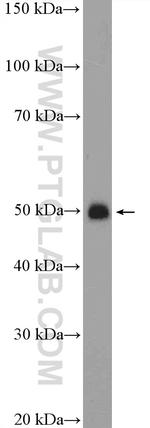 GTF2A1 Antibody in Western Blot (WB)