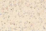 EPHB3 Antibody in Immunohistochemistry (Paraffin) (IHC (P))