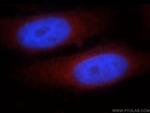 CCDC153 Antibody in Immunocytochemistry (ICC/IF)