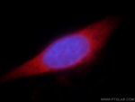 CCDC153 Antibody in Immunocytochemistry (ICC/IF)