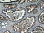 CCDC153 Antibody in Immunohistochemistry (Paraffin) (IHC (P))