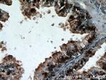 CCDC153 Antibody in Immunohistochemistry (Paraffin) (IHC (P))