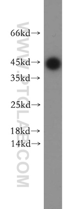 CCDC153 Antibody in Western Blot (WB)