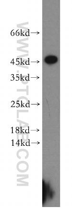 CCDC153 Antibody in Western Blot (WB)